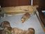 Nova scotia duck tolling retriever Balto - Balto er hvalpen med sort snor om halsen 