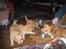 Nova scotia duck tolling retriever Balto - Balto er hvalpen med sort snor om halsen 