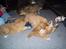 Nova scotia duck tolling retriever Balto - Balto er hvalpen med sort snor om halsen 