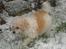 Blanding af racer perle {R.I.P min <3 :'(}