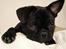 Blanding af racer Fr. bulldog/mops Sveske - Sveske
