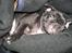 Blanding af racer Fr. bulldog/mops Sveske - Snork ZZZ ZZZ