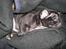Blanding af racer Fr. bulldog/mops Sveske - ZZZ ZZZ ZZZ