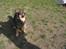 Finsk lapphund Lapinlempi Aamuntuike - kast nu den pind