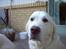 Golden retriever Maggie - Hej, Mor Maggie her :)