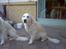 Golden retriever Maggie - Åhh, skal jeg absolut ha taget billed ;)