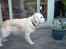 Golden retriever Maggie - Profil :D