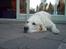 Golden retriever Maggie - Sååå søvnig :oO