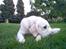 Golden retriever Maggie - Ej, ikke flere billeder nu vel?