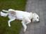 Golden retriever Basse - Klø mig lige der ja :)