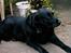 Labrador retriever Maxi (¯`v´¯) (R.I.P) - hej se lige mig. er jeg ikke sød..?