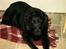 Labrador retriever Maxi (¯`v´¯) (R.I.P) - hvad er det dov der er der nede......?
