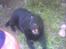 Labrador retriever Maxi (¯`v´¯) (R.I.P) - så ser man lige mig smile til fotografen!.!.!