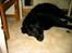 Labrador retriever Maxi (¯`v´¯) (R.I.P) - man skal have en slaper eller to om dagen..ZzZzzZ
