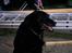 Labrador retriever Maxi (¯`v´¯) (R.I.P) - se jeg kan også række tunge.. hihi