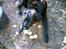 Labrador retriever Maxi (¯`v´¯) (R.I.P) - mh æbler..