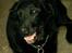 Labrador retriever Maxi (¯`v´¯) (R.I.P) - nærbillede af mig...hihi...