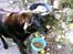 Labrador retriever Maxi (¯`v´¯) (R.I.P) - nam nam mad..