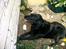 Labrador retriever Maxi (¯`v´¯) (R.I.P) - jeg har lige fånet en ny hygge krov.. <3