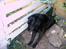 Labrador retriever Maxi (¯`v´¯) (R.I.P) - så nu vil jeg ikke lige her mer...