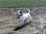 Blanding af racer RIP Buzz - Flot og dejlig...