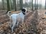 Blanding af racer RIP Buzz - Der er noget der har fanget min interesse...