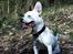 Blanding af racer Idefix RIP