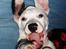 Blanding af racer Idefix RIP