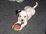 Blanding af racer Idefix RIP