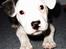 Blanding af racer Idefix RIP