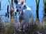 Blanding af racer Idefix RIP