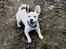 Blanding af racer Idefix RIP
