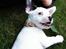 Blanding af racer Idefix RIP