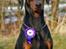 Dobermann *¤*Grace/Chica*¤* R.I.P. - Chica den 24-11-2008
