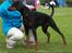 Dobermann *¤*Grace/Chica*¤* R.I.P. - Ballerup 2010 