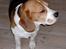 Beagle *Victor<3* - Victor kigger efter Dharma