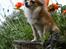 Chihuahua Dusty - velkommen til min profil :-) ALT KOPIERING ER FORBUDT