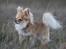 Chihuahua Dusty - smukke hunden