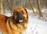 Leonberger SIMBA