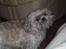 Shih tzu Fjante (død) - Hejsa :)