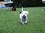 Blanding af racer Idefix RIP