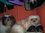 Shih tzu Fjante (død) - Jeg elsker at ligge på sko :-)