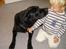 Blanding af racer Tasha haves ikke mer'