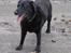 Labrador retriever Dixie  - Her vogter Dixie over hestefolden!