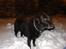 Labrador retriever Dixie  - Dixie ude i sneen, en aften.