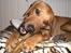 Rhodesian ridgeback Enya - mmm far har købt kødben...