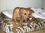 Rhodesian ridgeback Enya