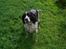 Engelsk springer spaniel Hansen *engel* - våde hanne