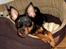 Dvaergpinscher Lille Lua Kahlúa - 4 1/2 måned