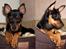 Dvaergpinscher Lille Lua Kahlúa - 4 1/2 måned